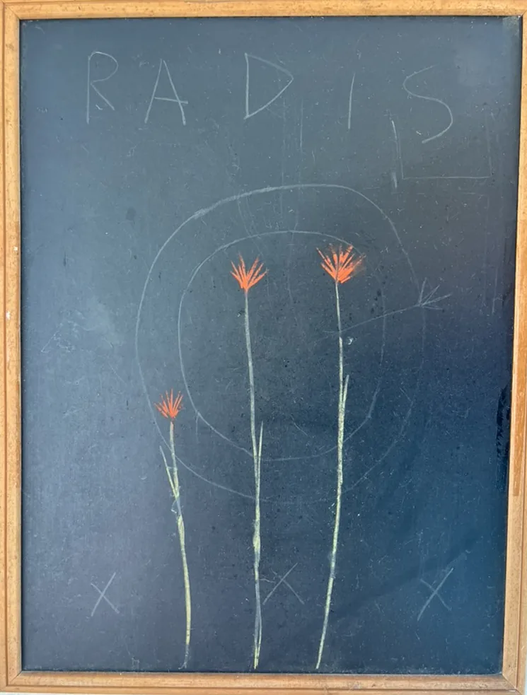 Trois tiges à la craie portant des fleurs orange sur une ardoise bleu-gris, inscription RADIS